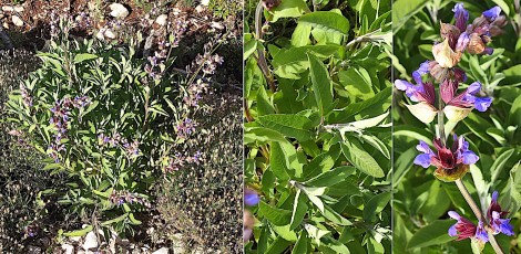 0937-Lamiacees-Salvia-officinalis-subsp.-officinalis-Sauge-officinale-T14