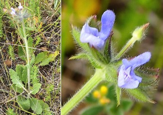 0942-Lamiacees-Salvia-verbenaca-subsp.-clandestina-Sauge-clandestine-T14