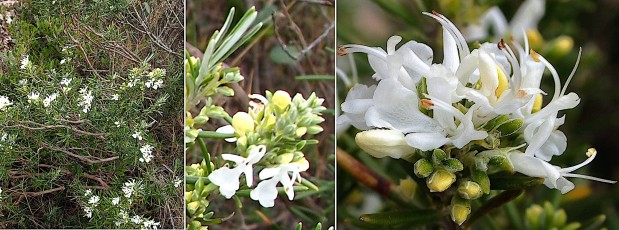 0945-Lamiacees-Rosmarinus-officinalis-albiflorus-Romarin-blanc-T14