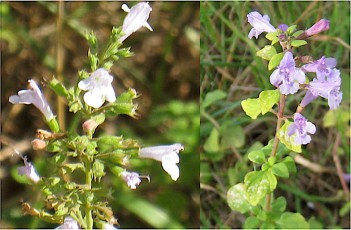 0951-Lamiacees-Clinopodium-nepeta-subsp.-nepeta-Petit-calament-ou-fausse-marjolaine-T14