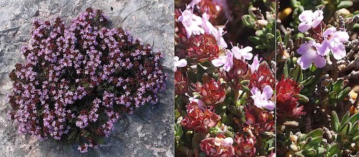 0967-Lamiacees-Thymus-praecox-subsp.-arcticus-ou-drucei-Serpolet-de-Druce-T14