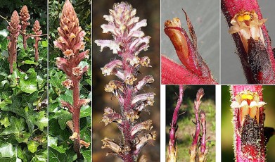0988-Orobanchacees-Orobanche-hederae-Orobanche-du-lierre-T15