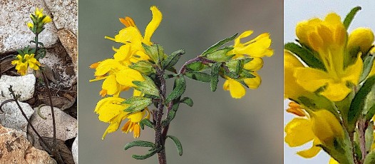 0995-Orobanchacees-Odontites-luteus-subsp.-luteus-Odontite-jaune-T15