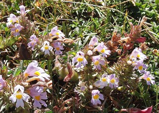 0997-Orobanchacees-Euphrasia-stricta-Euphraise-dressee-T15