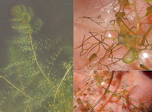 0999-Lentibulariacees-Utricularia-australis-Utriculaire-citrine-T15