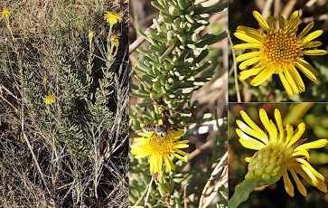 1052-Asteracees-Limbarda-crithmoides-subsp.-longifolia-Inule-de-la-Mediterranee-T16