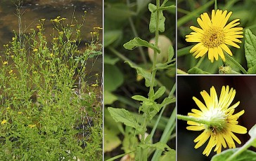 1054-Asteracees-Pulicaria-dysenterica-Herbe-de-St-Roch-T16