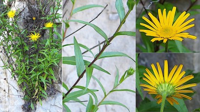 1055-Asteracees-Buphthalmum-salicifolium-Buphtalme-a-feuilles-de-saule-T16