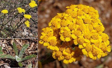 1061-Asteracees-Achillea-tomentosa-Achillee-tomenteuse-T16