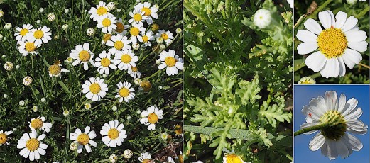 1063-Asteracees-Anthemis-maritima-Camomille-maritime-T16