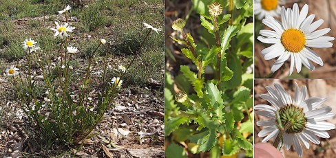1068-Asteracees-Leucanthemum-vulgare-subsp.-vulgare-Marguerite-T16