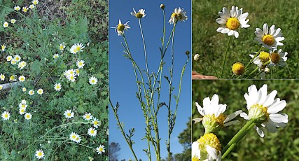 1077-Asteracees-Tanacetum-cinerariifolium-Pyrethre-de-Dalmatie-T16