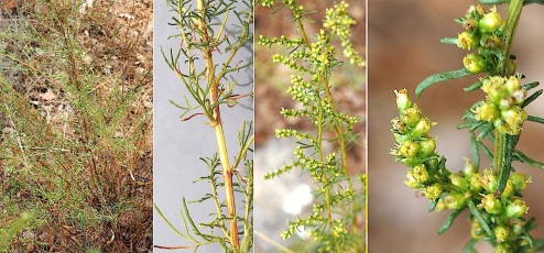 1079-Asteracees-Artemisia-campestris-subsp.-campestris-Armoise-champetre-T16