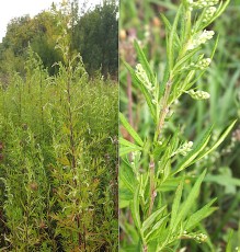 1080-Asteracees-Artemisia-verlotiorum-Armoise-des-freres-Verlot-T16
