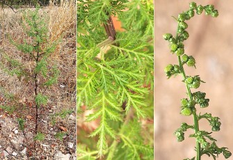 1081-Asteracees-Artemisia-annua-Armoise-annuelle-T16
