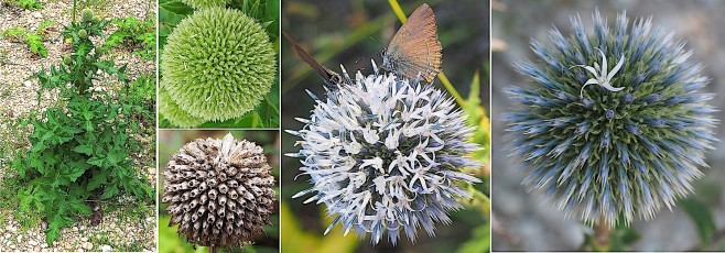 1102-Asteracees-Echinops-sphaerocephalus-Oursin-a-tete-ronde-T17