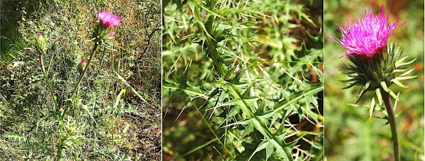 1115-Asteracees-Carduus-defloratus-subsp.-carlinifolius-Chardon-a-feuilles-de-carline-T17