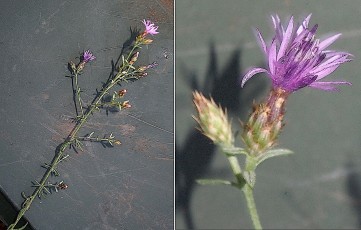 1132-Asteracees-Centaurea-paniculata-subsp.-leucophaea-Centauree-en-panicule-T17