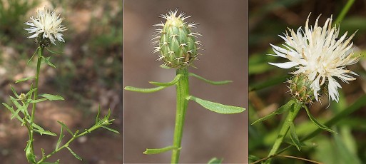 1137-Asteracees-Centaurea-aspera-albinus-Centauree-rude-albinos-T17