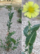 1159-Asteracees-Lactuca-serriola-Laitue-sauvage-T17