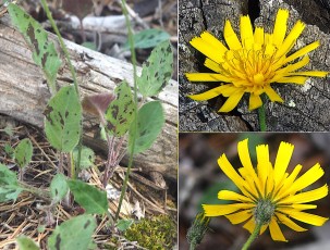 1174-Asteracees-Hieracium-farinulentum-Eperviere-farineuse-T18
