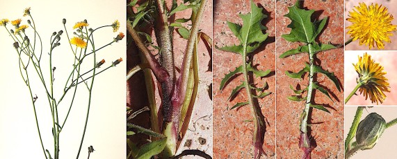 1184-Asteracees-Crepis-vesicaria-subsp.-taraxacifolia-Crepide-a-feuilles-de-pissenlit-T18