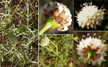 1206-Caprifoliacees-Cephalaria-leucantha-Cephalaire-a-fleurs-blanches-T18