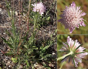 1211-Caprifoliacees-Scabiosa-atropurpurea-subsp.-atropurpurea-Scabieuse-des-jardins-T18