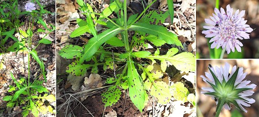 1213-Caprifoliacees-Knautia-integrifolia-Knautie-a-feuilles-entieres-T18