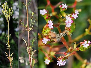 1219bis-Caprifoliacees-Centranthus-calcitrapae-Centranthe-chausse-trape-naine-T18