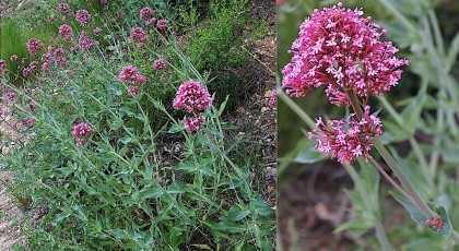 1220-Caprifoliacees-Centranthus-ruber-Valeriane-rouge-T18