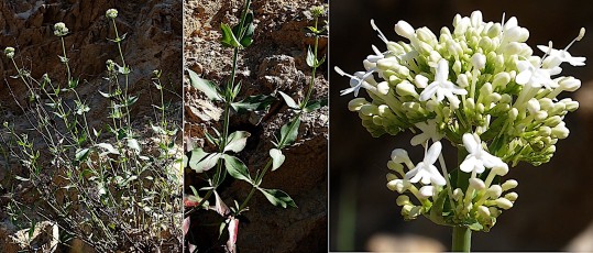 1221-Caprifoliacees-Centranthus-ruber-albinus-Valeriane-rouge-albinos-T18