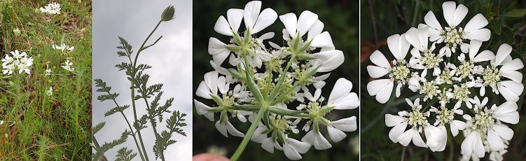 1249-Apiacees-Orlaya-grandiflora-Orlaya-a-grandes-fleurs-T18