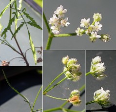 1261-Apiacees-Torilis-africana-var.-heterophylla-Torilis-a-feuilles-differentes-T18