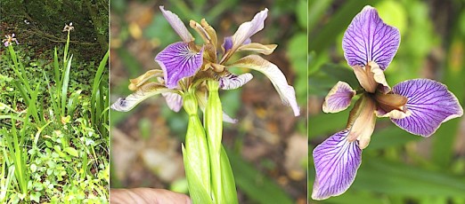 0120-Iridacees-Iris-foetidissima-Iris-fetide-T2