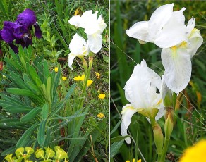 0122-Iridacees-Iris-albicans-Iris-blanc-T2