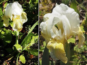 0123-Iridacees-Iris-lutescens-subsp.-olbiensis-Iris-nain-blanc-T2