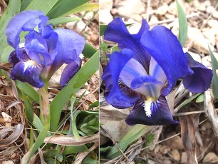 0124-Iridacees-Iris-lutescens-subsp.-chamaeiris-Iris-nain-bleu-T2