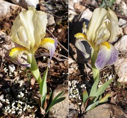 0125-Iridacees-Iris-lutescens-subsp.-lutescens-Iris-nain-creme-T2