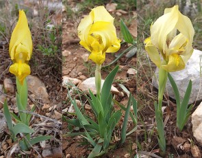 0126-Iridacees-Iris-lutescens-subsp.-chamaeiris-Iris-nain-jaune-T2