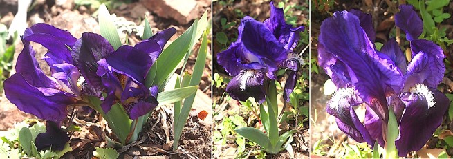 0127-Iridacees-Iris-lutescens-subsp.-olbiensis-Iris-nain-violet-T2