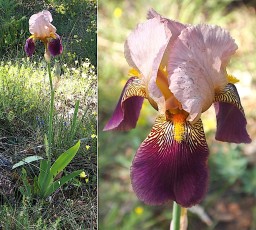 0128-Iridacees-Iris-Nene-Cultivar-hybride-par-F.-Cayeux-1923-devenu-sauvage-T2