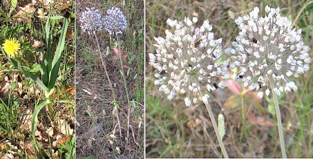0141-Amaryllidacees-Allium-porrum-subsp.-polyanthum-Poireau-des-vignes-T2