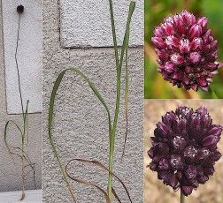 0143-Amaryllidacees-Allium-rotundum-Ail-a-inflorescences-rondes-T2