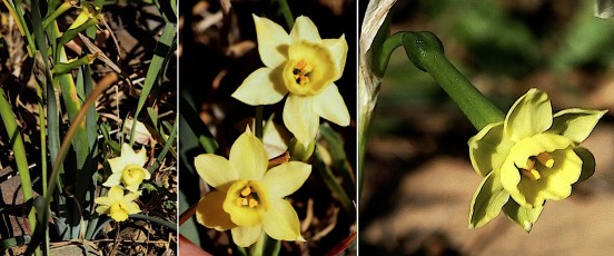 0148-Amaryllidacees-Narcissus-assoanus-Narcisse-dAsso-T2