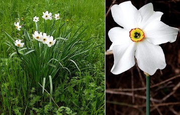 0151-Amaryllidacees-Narcissus-poeticus-subsp.-poeticus-Narcisse-des-poetes-T2