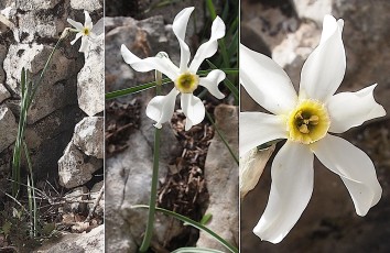 0152-Amaryllidacees-Narcissus-poeticus-subsp.-radiiflorus-Narcisse-a-fleurs-rayonnantes-T2