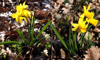 0153-Amaryllidacees-Narcissus-pseudonarcissus-subsp.-provincialis-Jonquille-de-Provence-T2