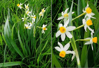0154-Amaryllidacees-Narcissus-tazetta-Narcisse-a-bouquets-T2