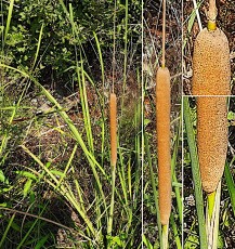 0177-Typhacees-Typha-domingensis-Massette-australe-T2